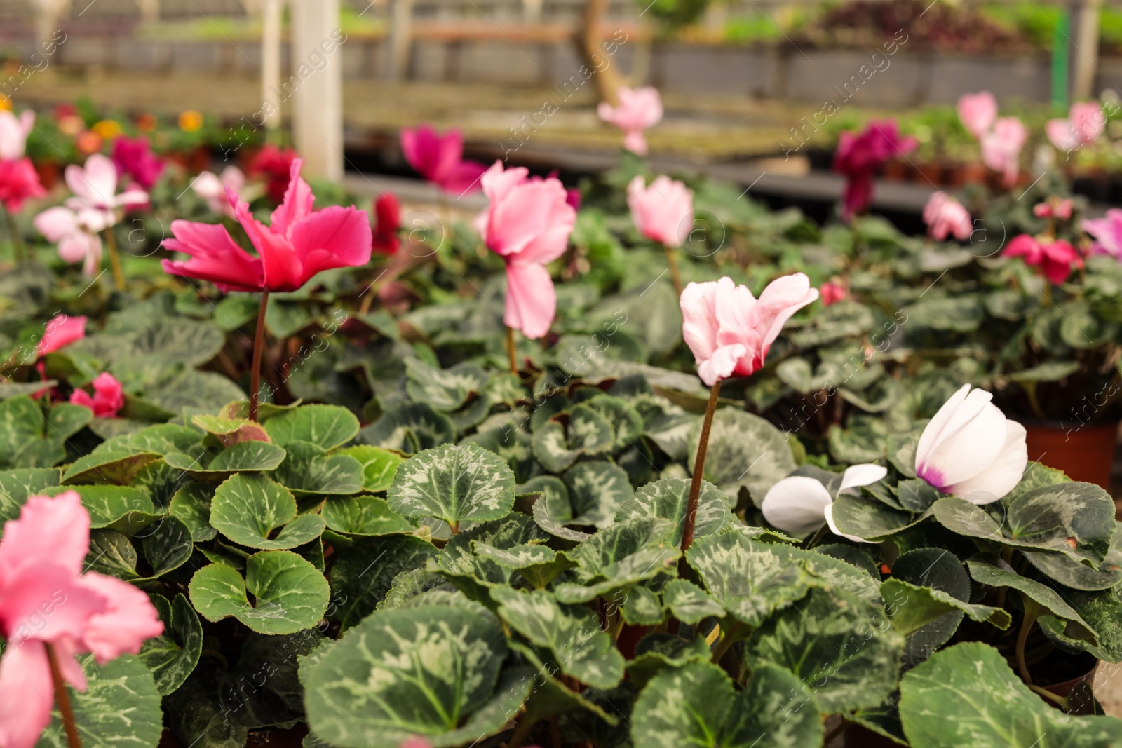 Photo of Many potted blooming flowers in greenhouse. Home gardening