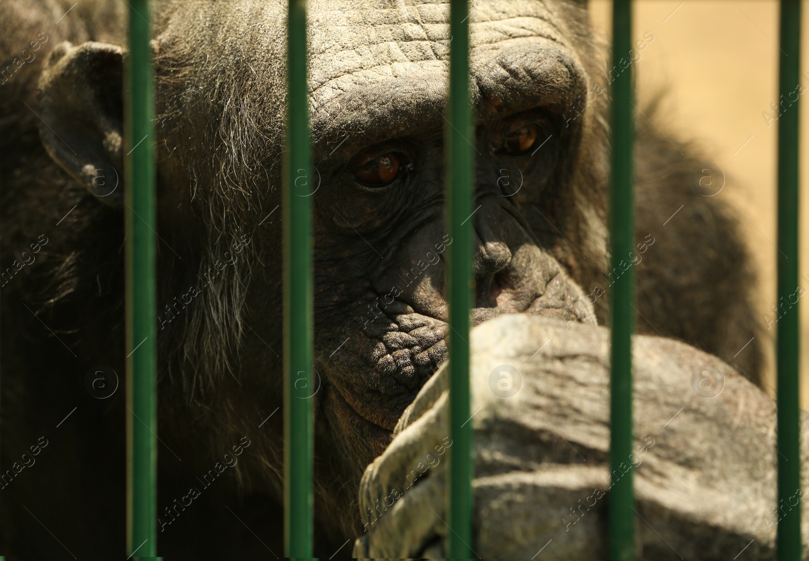 Photo of Closeup view of chimpanzee at enclosure in zoo