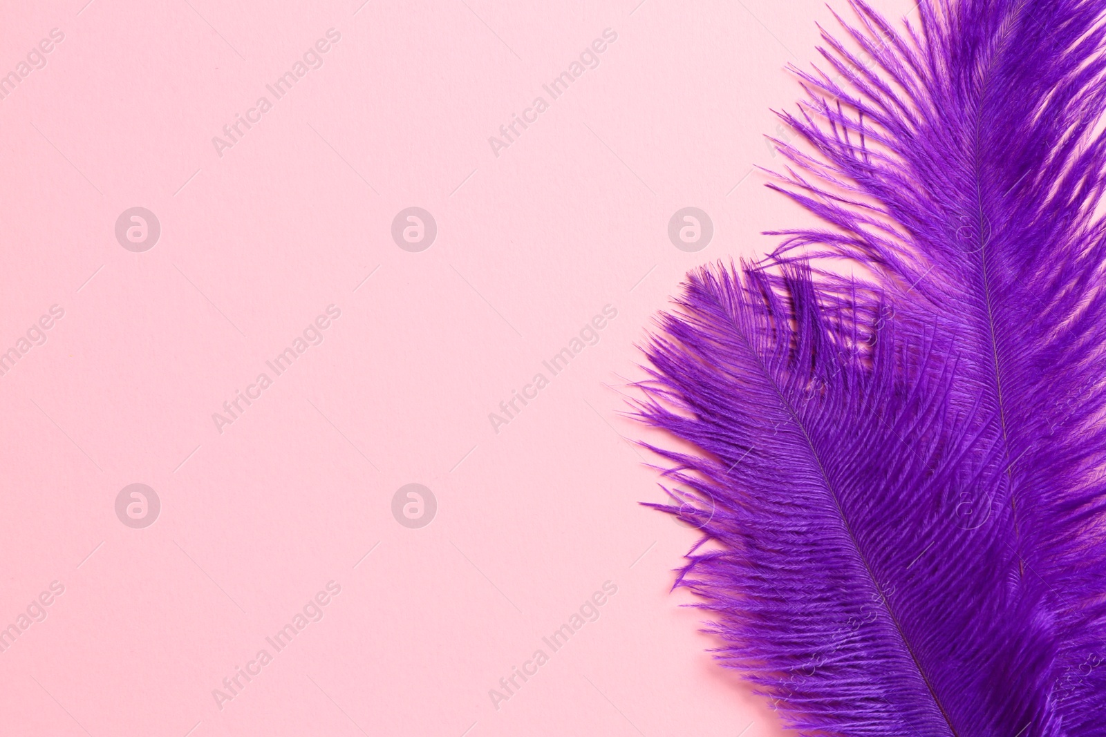 Photo of Beautiful violet feathers on pink background, top view. Space for text