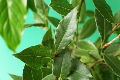 Photo of Bay tree with green leaves growing on turquoise background, closeup