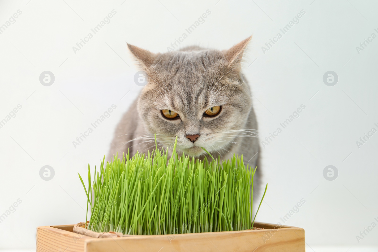 Photo of Cute cat near potted green grass on white background