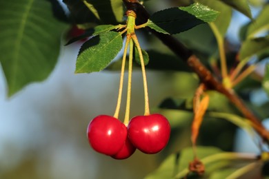 Photo of Closeup view of cherry tree with ripe red berries outdoors on sunny day