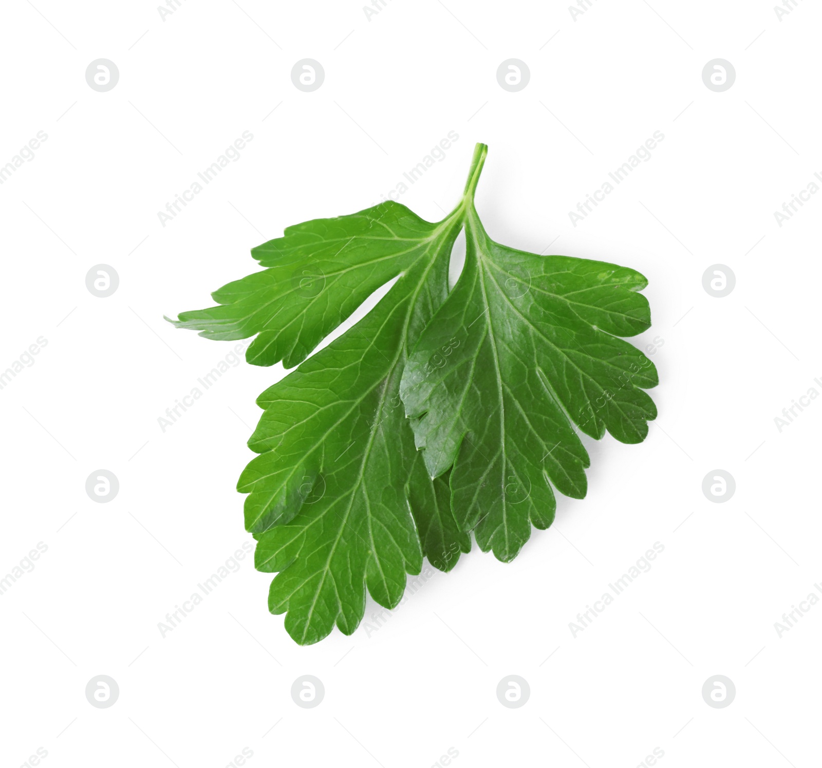 Photo of Aromatic fresh green parsley isolated on white