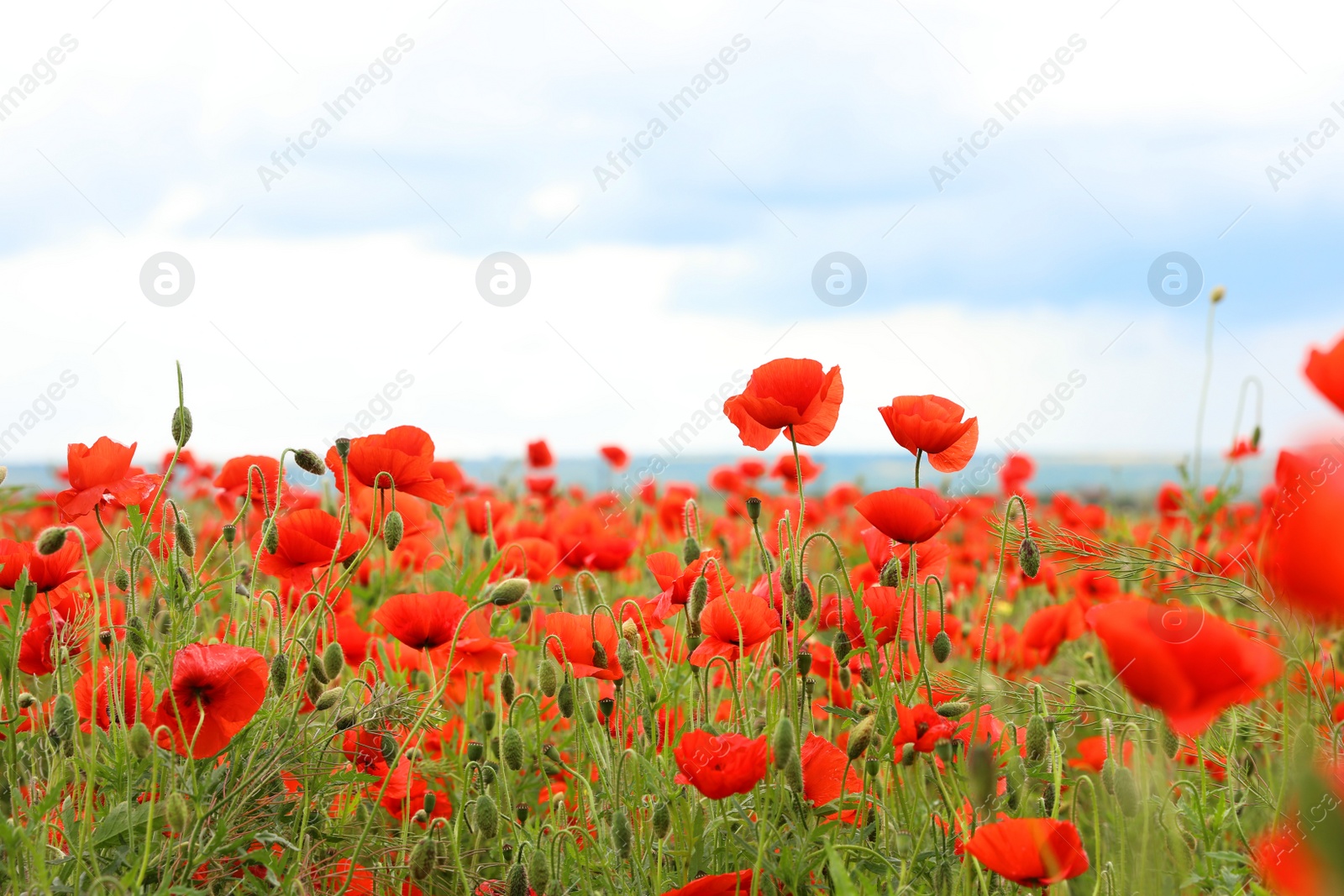 Photo of Beautiful red poppy flowers growing in field