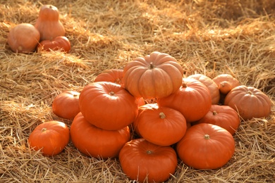 Ripe orange pumpkins among straw in field