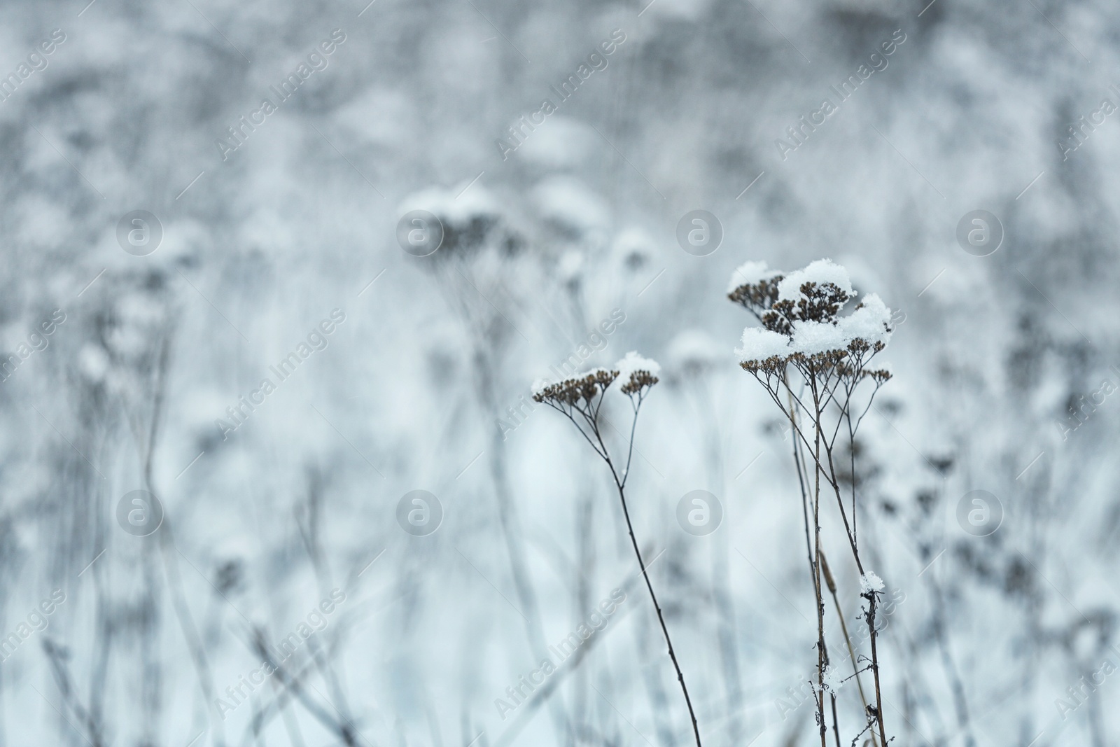 Photo of Dry plants covered with snow outdoors on cold winter morning, closeup