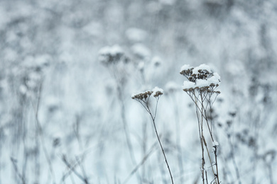 Photo of Dry plants covered with snow outdoors on cold winter morning, closeup