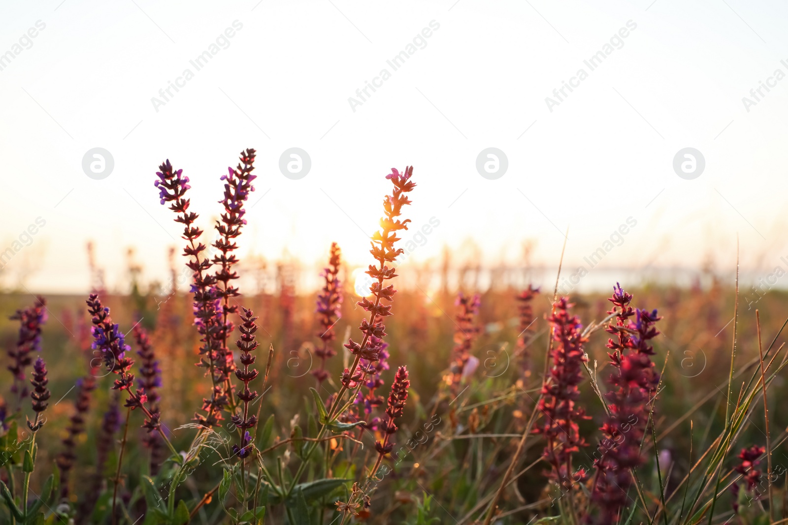 Photo of Beautiful wild flowers in field at sunrise, closeup. Early morning landscape