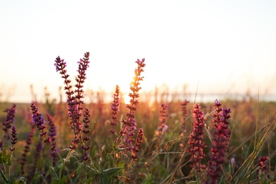 Photo of Beautiful wild flowers in field at sunrise, closeup. Early morning landscape