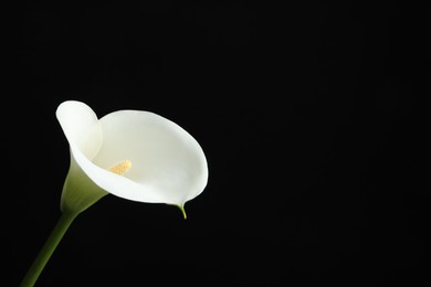 Photo of Beautiful calla lily flower on black background. Space for text