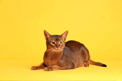 Beautiful Abyssinian cat on yellow background. Lovely pet