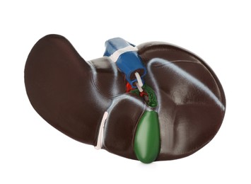 Plastic model of liver on white background
