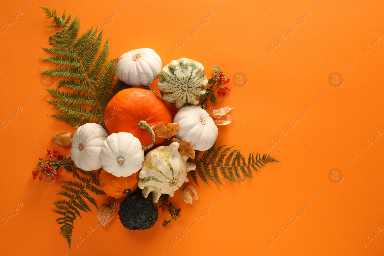 Photo of Flat lay composition with different ripe pumpkins on orange background. Space for text