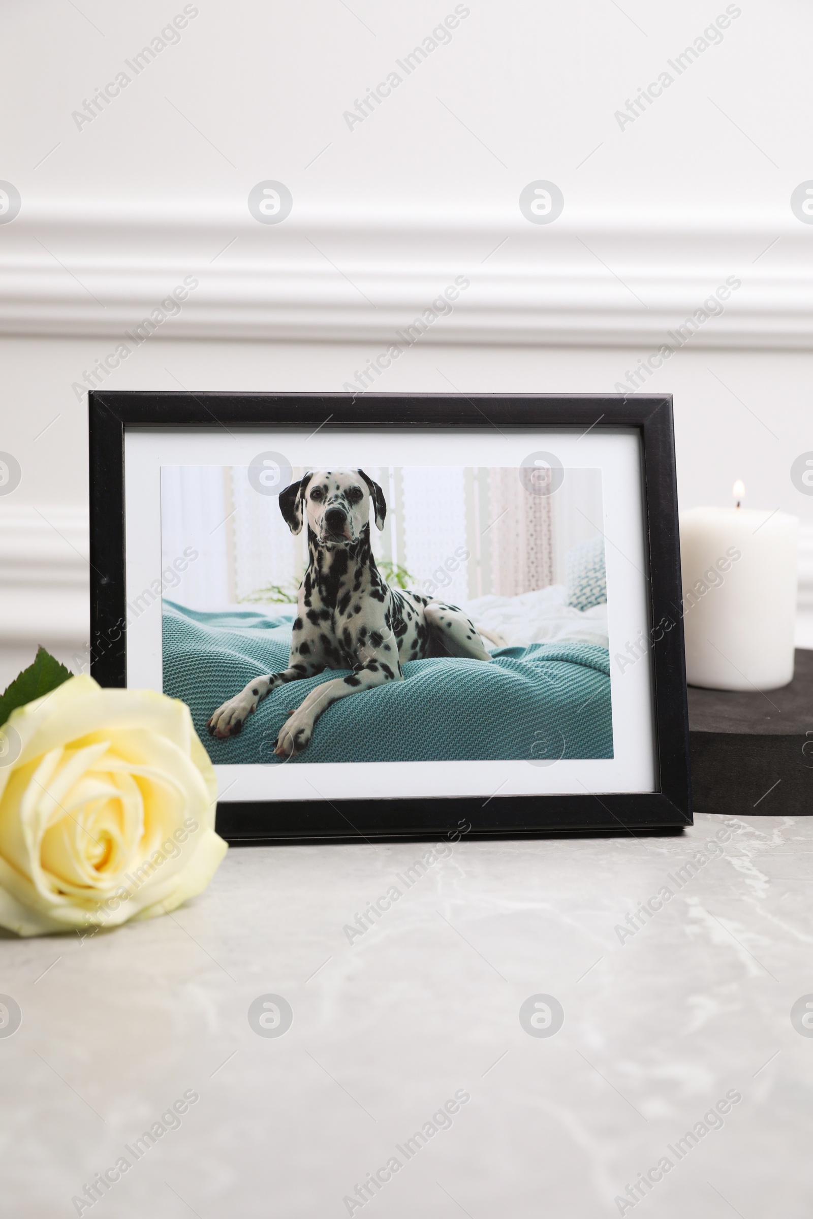 Photo of Frame with picture of dog, burning candle and rose flower on light grey table, closeup. Pet funeral