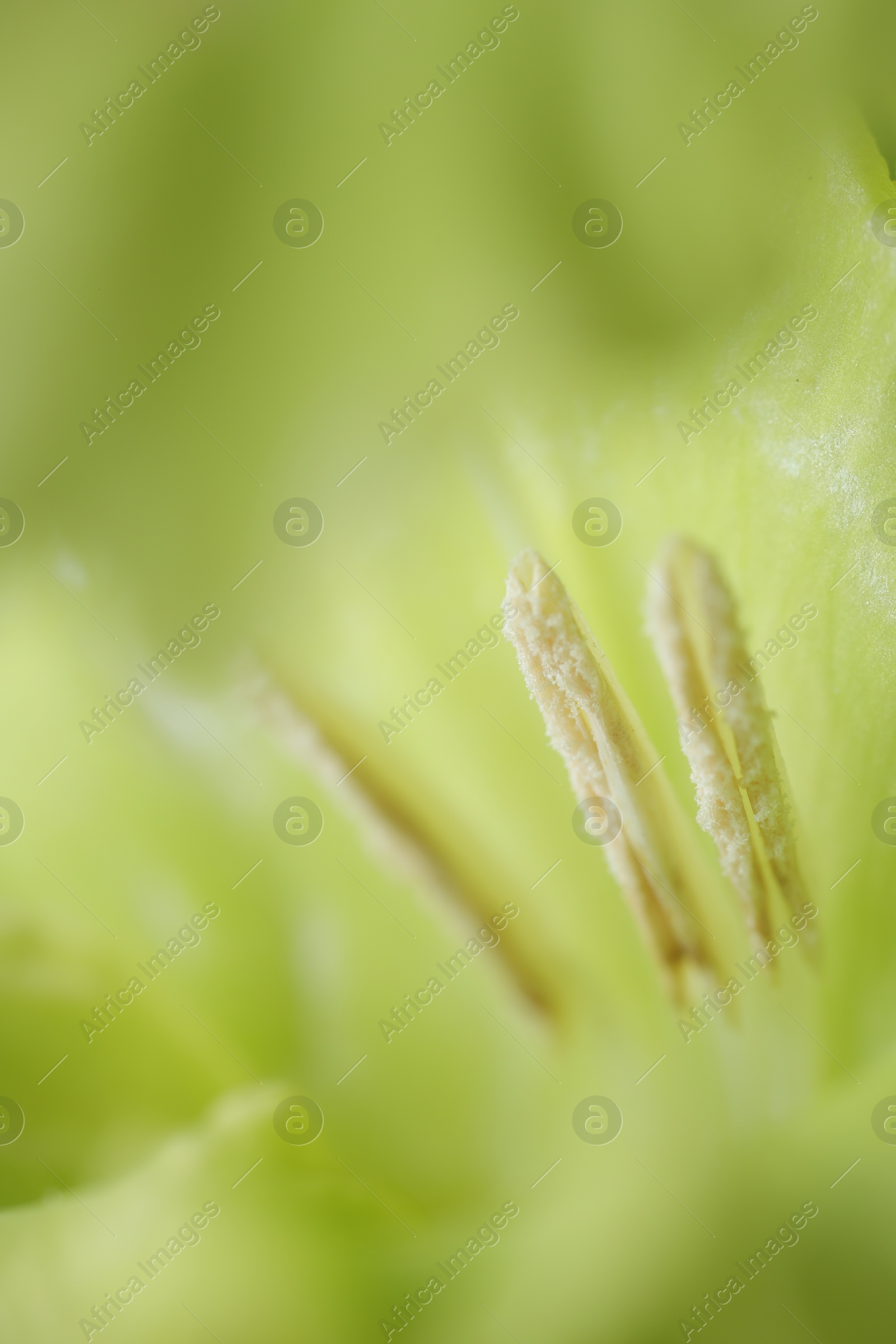 Photo of Beautiful light green Gladiolus flower as background, macro view