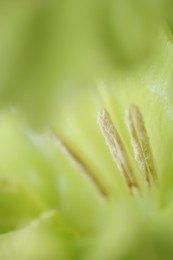 Beautiful light green Gladiolus flower as background, macro view