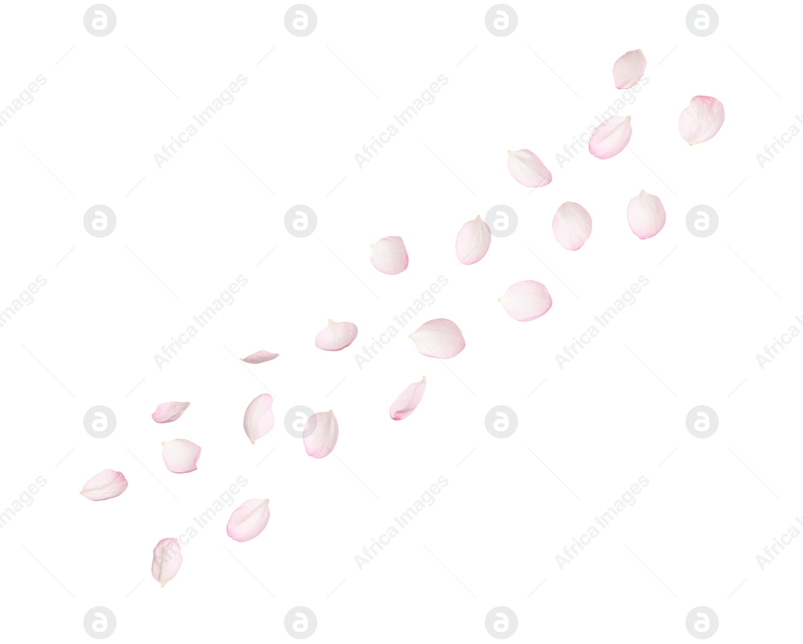 Photo of Beautiful sakura flower petals on white background