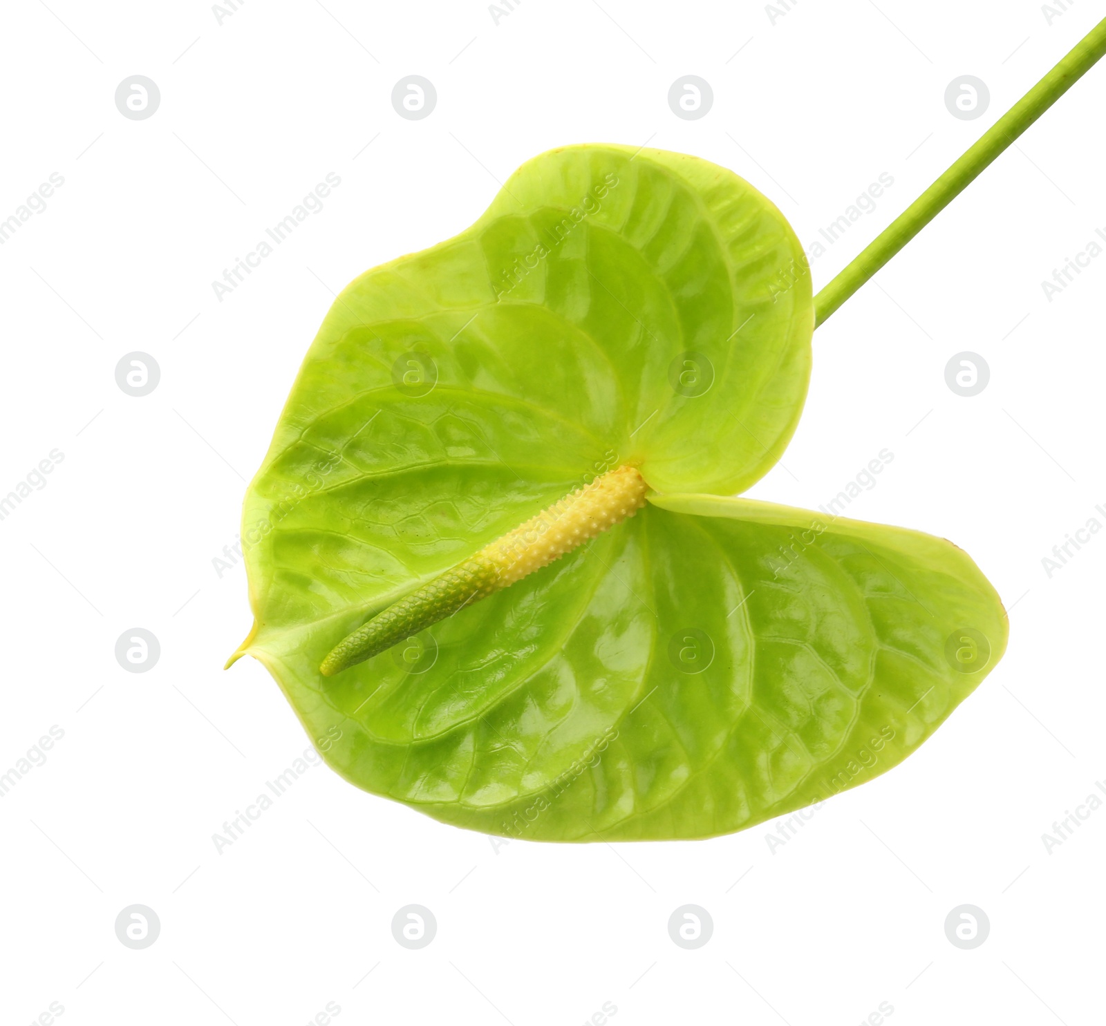 Photo of Beautiful green anthurium flower on white background. Tropical plant