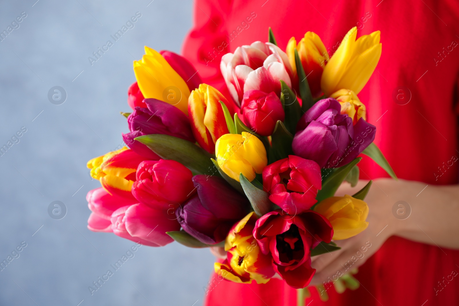 Photo of Woman holding beautiful spring tulips on light blue background, closeup