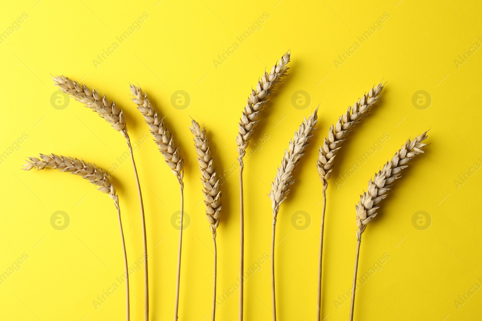 Photo of Ears of wheat on yellow background, flat lay