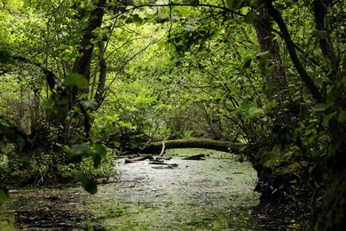 Picturesque view of green forest with swamp