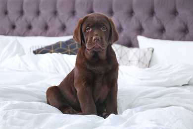 Photo of Cute Labrador retriever puppy on bed at home. Friendly dog
