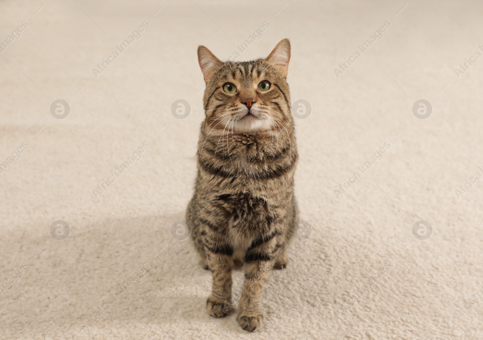 Photo of Cute tabby cat sitting on light carpet