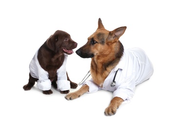 Cute dogs in uniforms as veterinarian and his assistant on white background