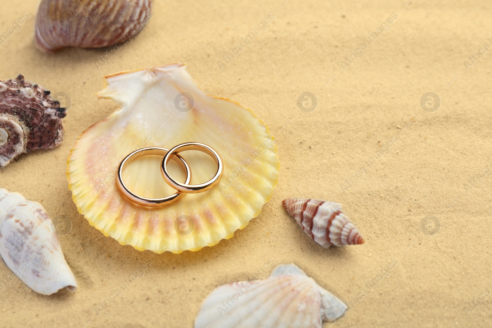 Photo of Honeymoon concept. Two golden rings with seashells on sand, space for text