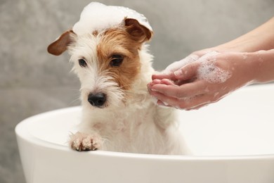 Photo of Woman washing her cute dog with shampoo in bathroom indoors, closeup