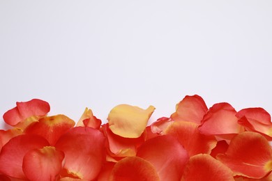 Photo of Beautiful red petals on white background, top view. Space for text