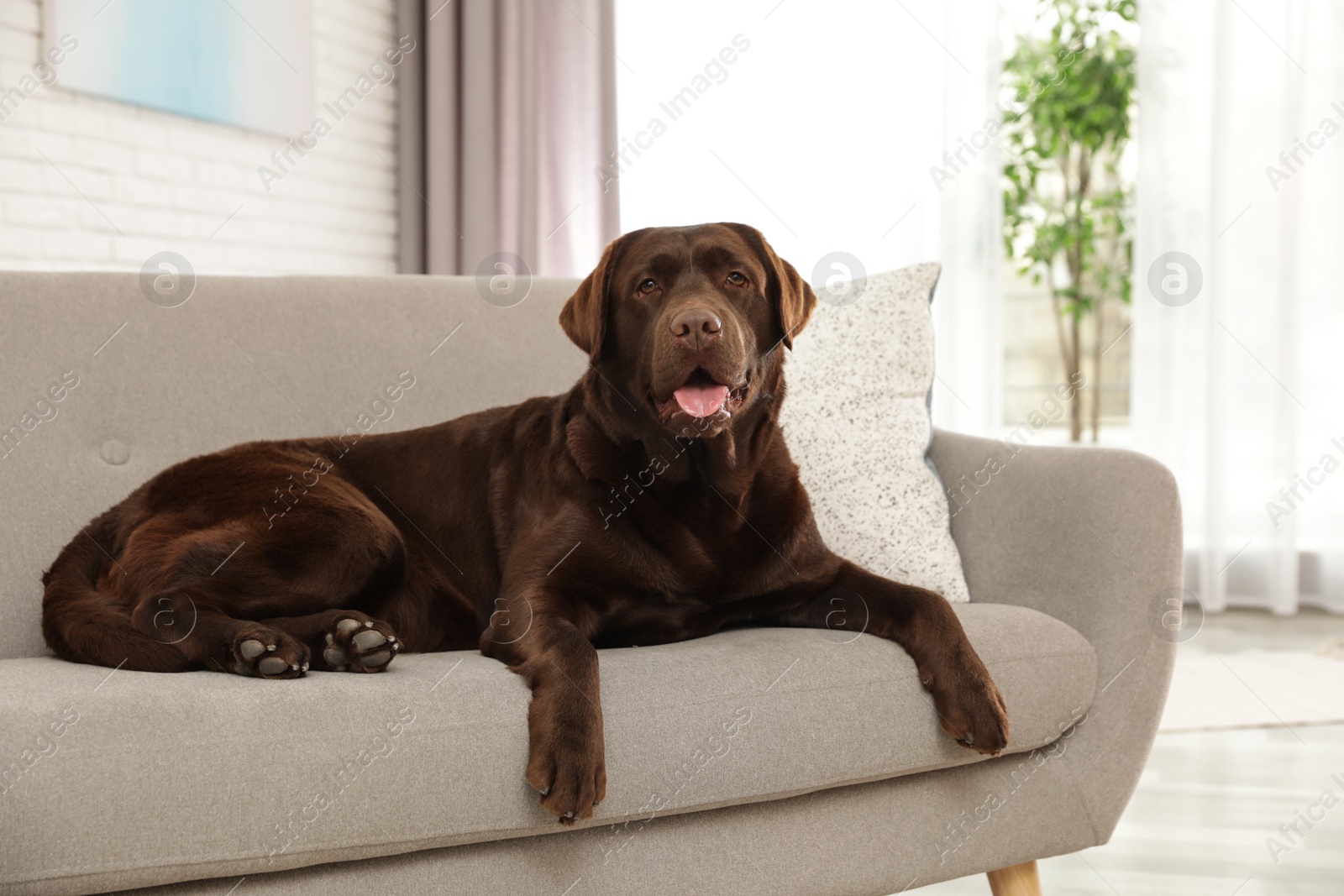 Photo of Chocolate labrador retriever on cozy sofa indoors