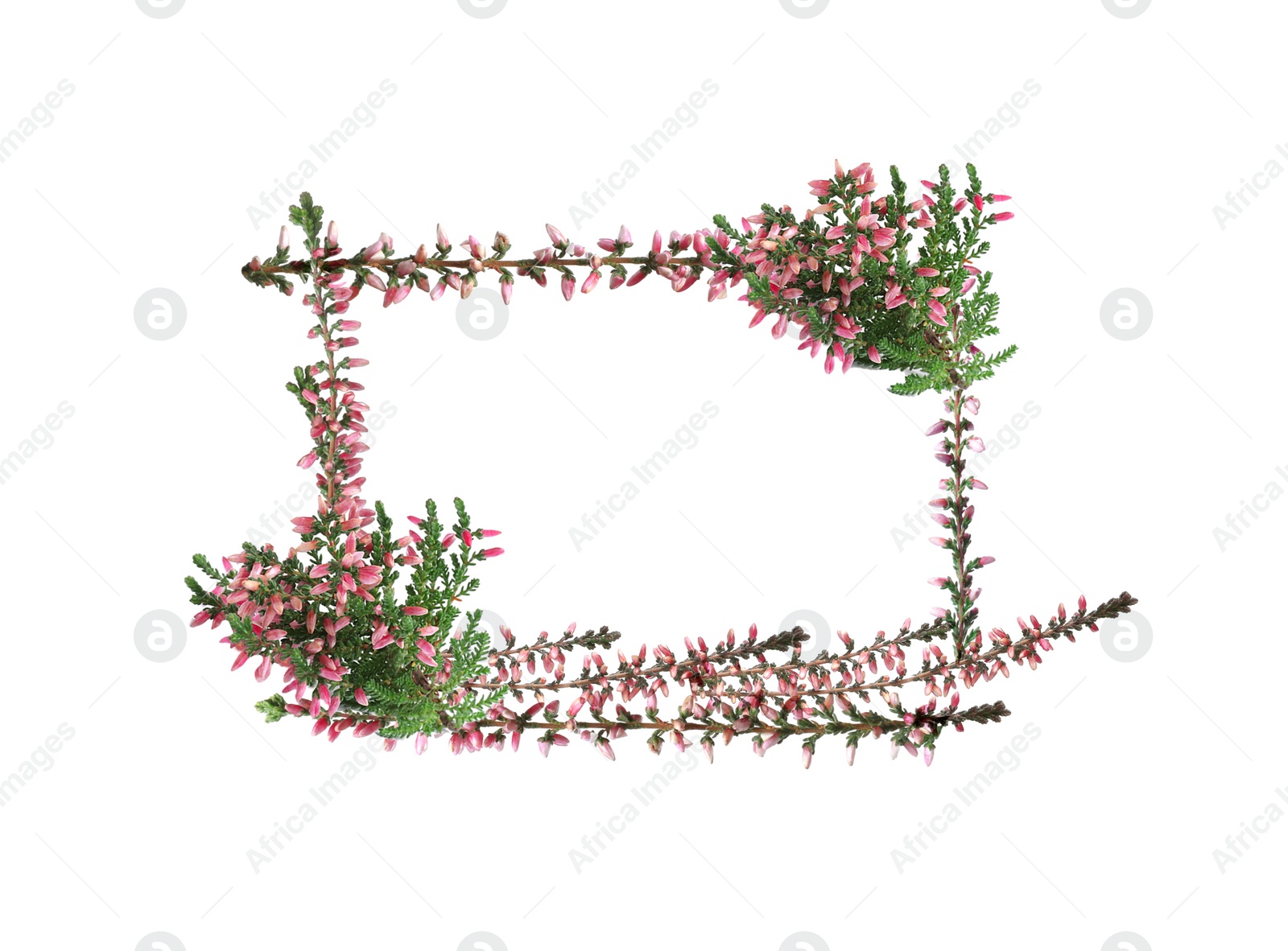 Image of Frame of heather branches with beautiful flowers on white background, top view. Space for text