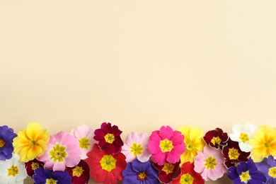 Photo of Primrose Primula Vulgaris flowers on beige background, flat lay with space for text. Spring season