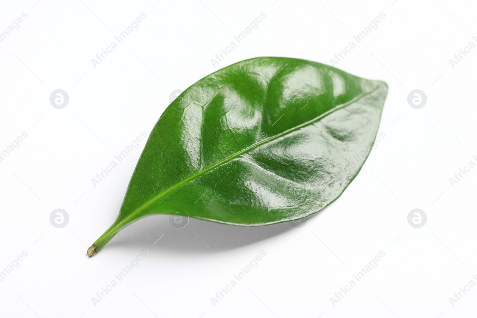 Photo of Fresh green coffee leaf isolated on white