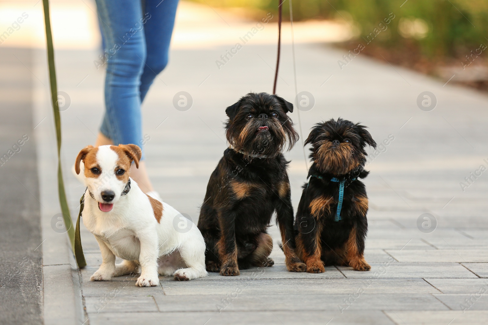 Photo of Woman walking Jack Russell Terrier and Brussels Griffon dogs in park