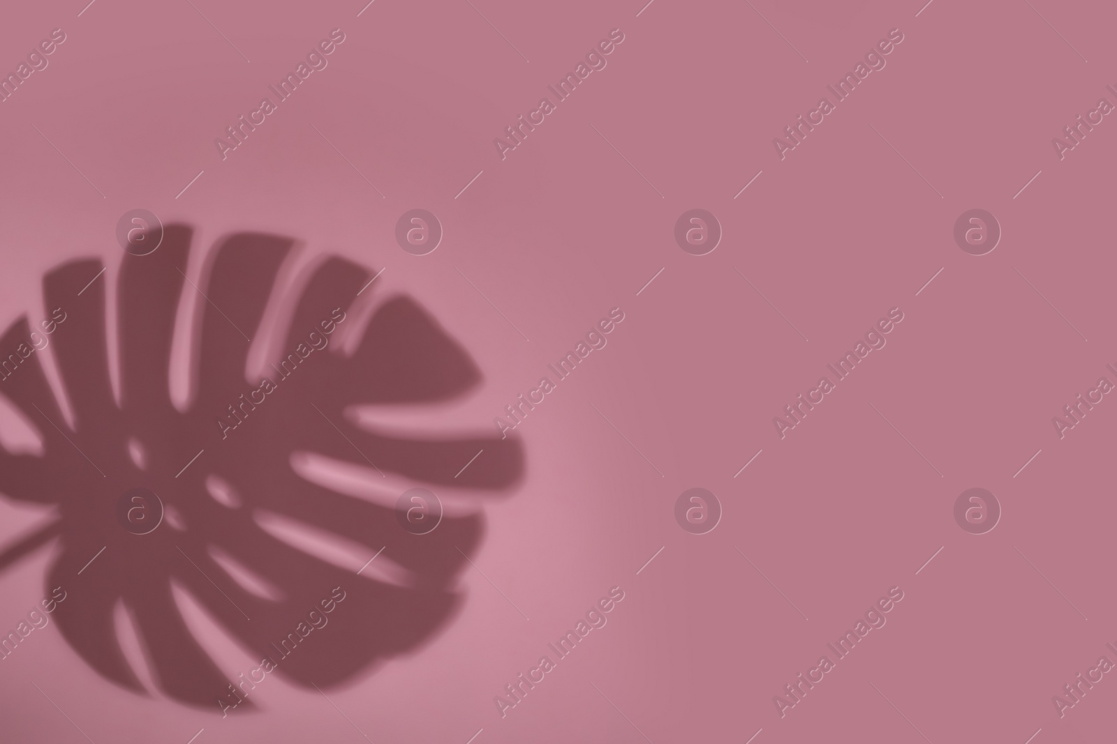 Photo of Shadow of monstera leaf on pink background, space for text