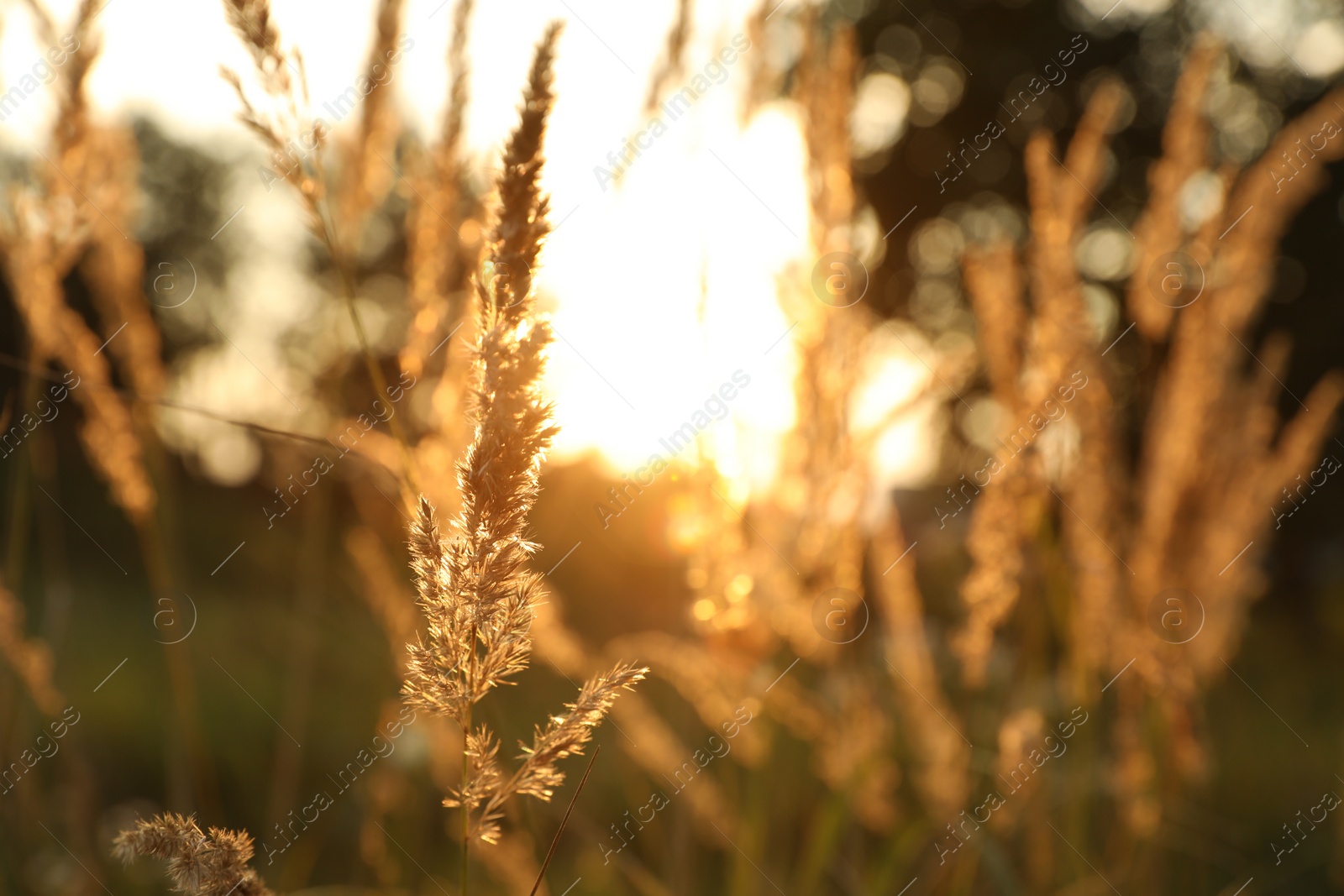 Photo of Beautiful view of reed grass growing in meadow at sunset, space for text