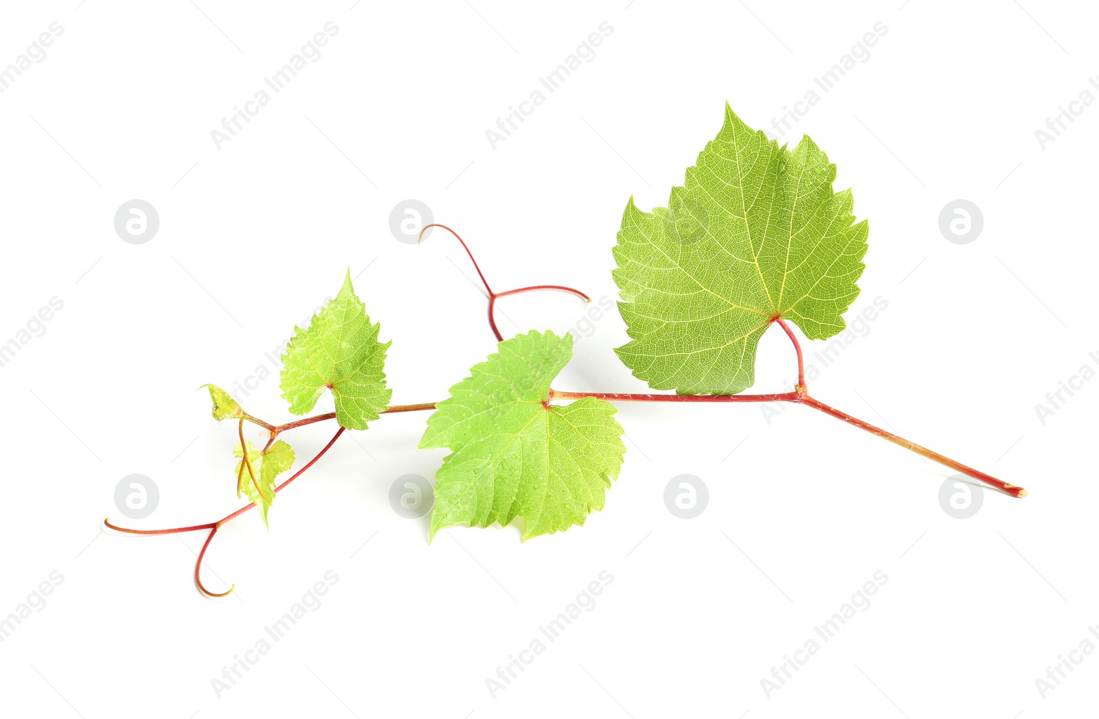 Photo of Fresh grapevine with leaves isolated on white