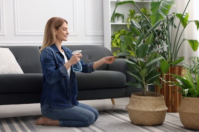 Woman spraying beautiful potted houseplants with water at home