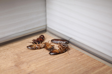 Photo of Cockroaches on wooden floor in corner, closeup. Pest control