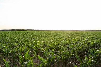 Photo of Beautiful agricultural field with green corn plants on sunny day