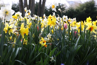 Photo of Beautiful colorful daffodil flowers growing outdoors, closeup