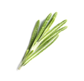 Fresh rosemary on white background