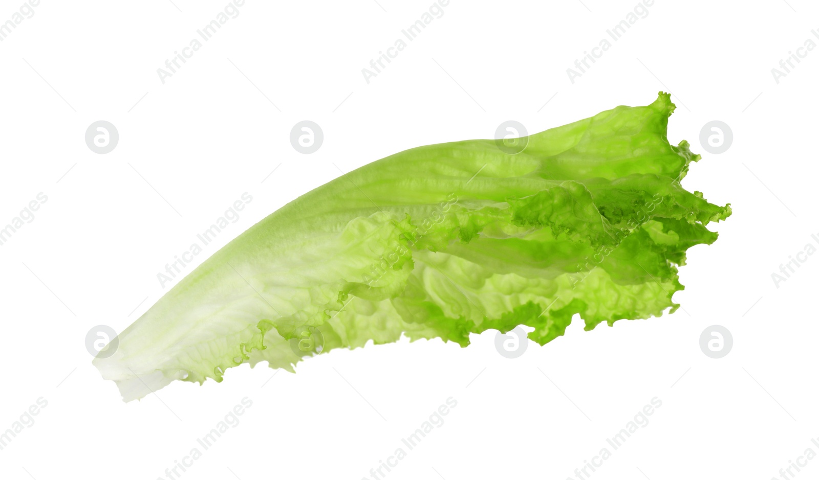 Photo of One green lettuce leaf isolated on white. Salad greens