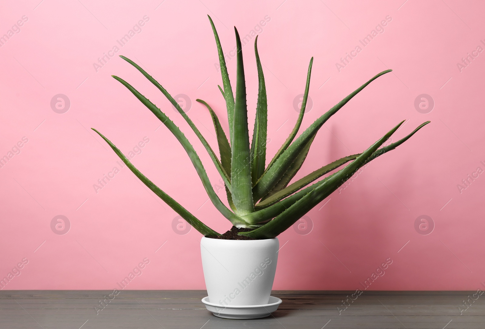 Photo of Green aloe vera in pot on grey wooden table against pink background