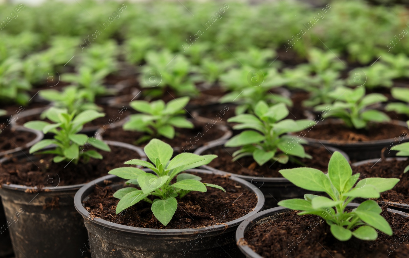 Photo of Many fresh green seedlings growing in pots with soil, closeup