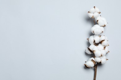 Beautiful cotton branch with fluffy flowers on light grey background, top view. Space for text