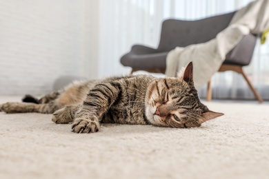 Photo of Tabby cat on floor in living room