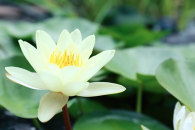 Photo of Beautiful white lotus flower on blurred background, closeup